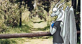 Перед лесной прогулкой